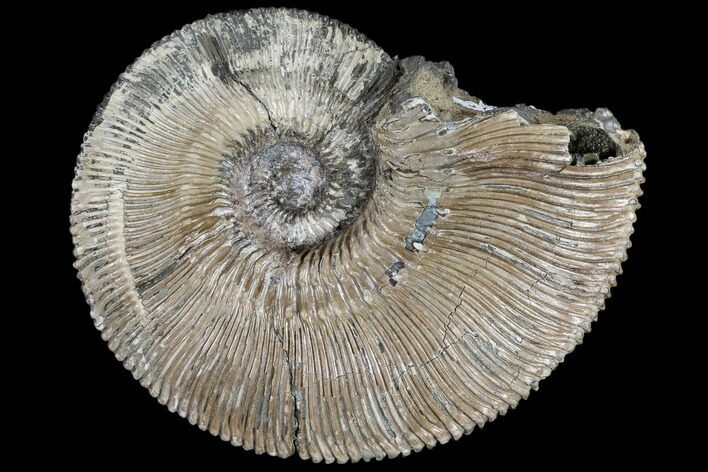 Fossil Ammonite (Kosmoceras) - Russia #117147
